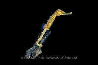 Pelagic Seahorse On Plastic, Phiippines
