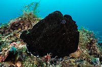 Black Frogfish, Philippines