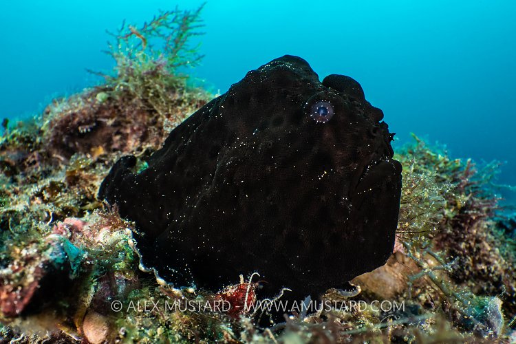 Black Frogfish, Philippines