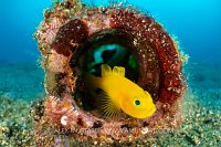 Pygmy Goby In Bottle, Philippines