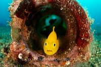 Pygmy Goby In Bottle, Philippines