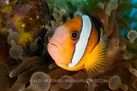 Clark's Anemonefish, Philippines