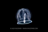 Acorn Worm Larval Stage, Philippines.