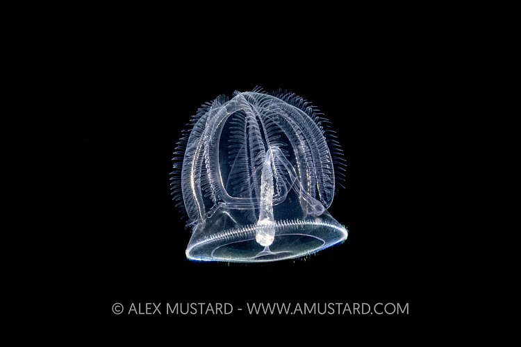 Acorn Worm Larval Stage, Philippines.