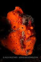 Frogfish Face, Philippines