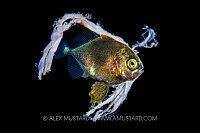 Jack In Plastic, Philippines