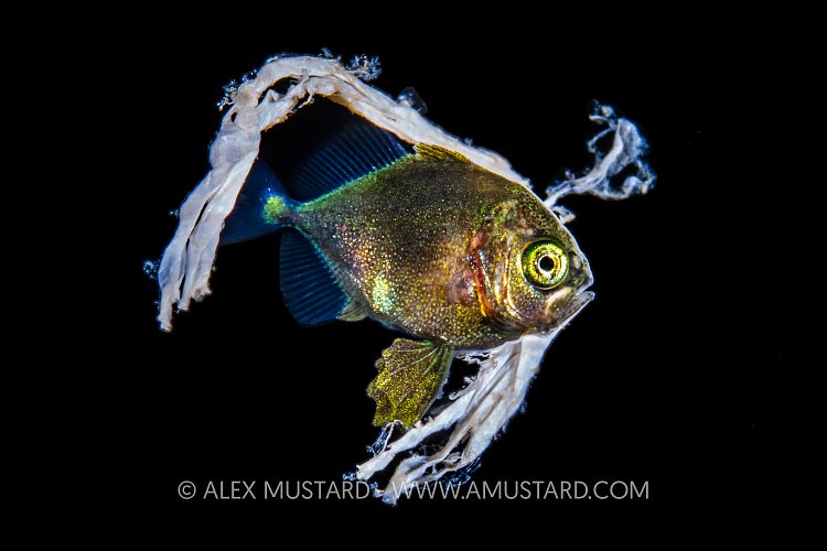 Jack In Plastic, Philippines