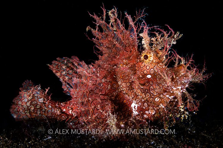 Rhinopias, Philippines