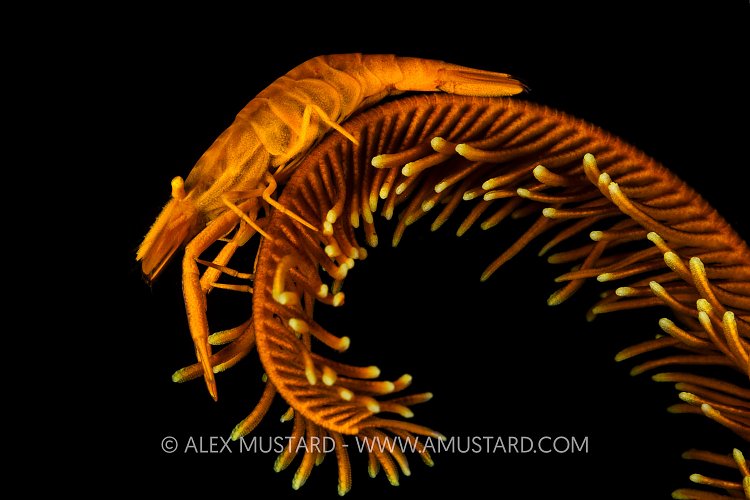 An orange crinoid shrimp (Laomenes sp.) on an arm of a Bennett's feather star (Anneissia bennetti) on a coral reef. Anilao, Batangas marine protected area, Luzon, Philippines. Verde Island Passages, Tropical West Pacific Ocean.