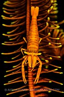 An orange crinoid shrimp (Laomenes sp.) on an arm of a Bennett's feather star (Anneissia bennetti) on a coral reef. Anilao, Batangas marine protected area, Luzon, Philippines. Verde Island Passages, Tropical West Pacific Ocean.