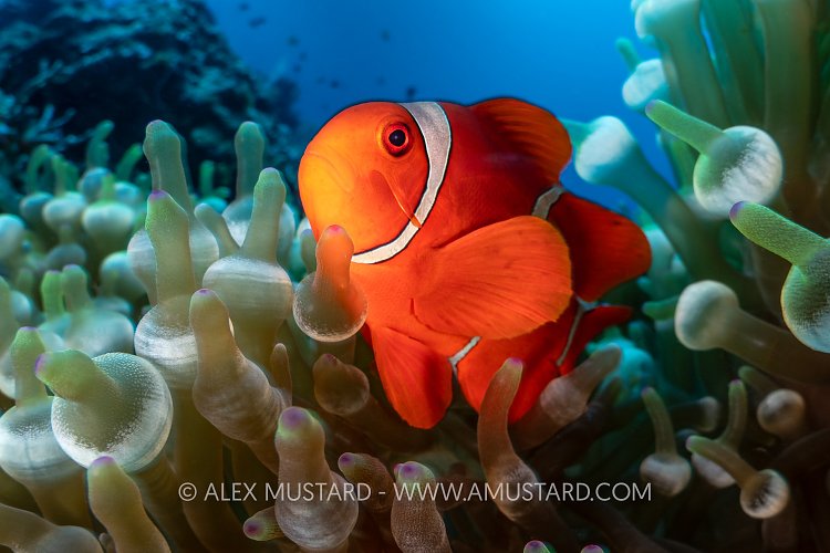 Spine Cheek Anemonefish, PNG
