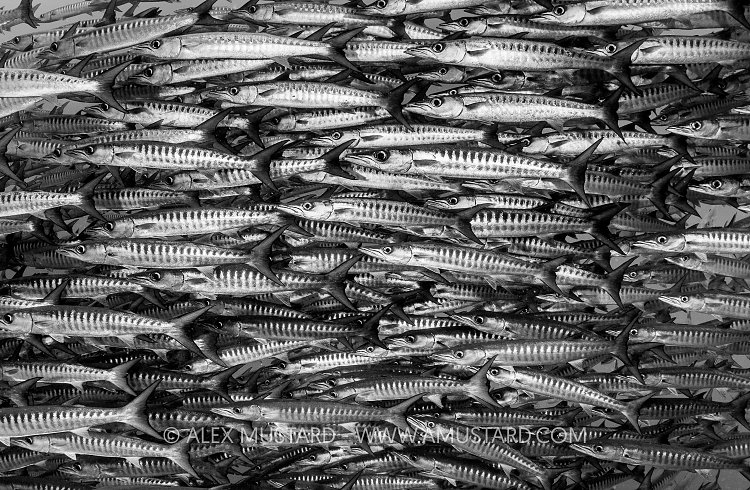 Barracuda School, PNG