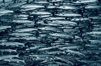 Barracuda School, PNG