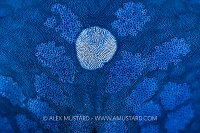 Starfish Detail, PNG