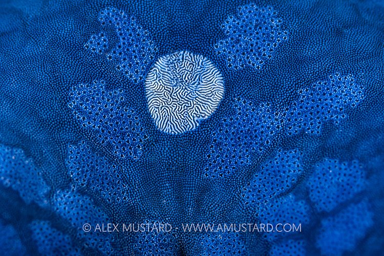 Starfish Detail, PNG