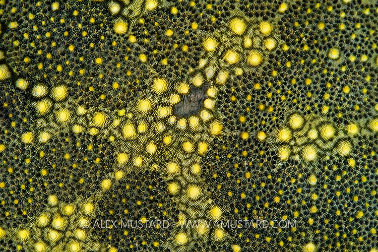 Starfish Detail, PNG