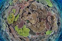 Table Coral City, PNG