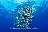 Barracuda School, PNG