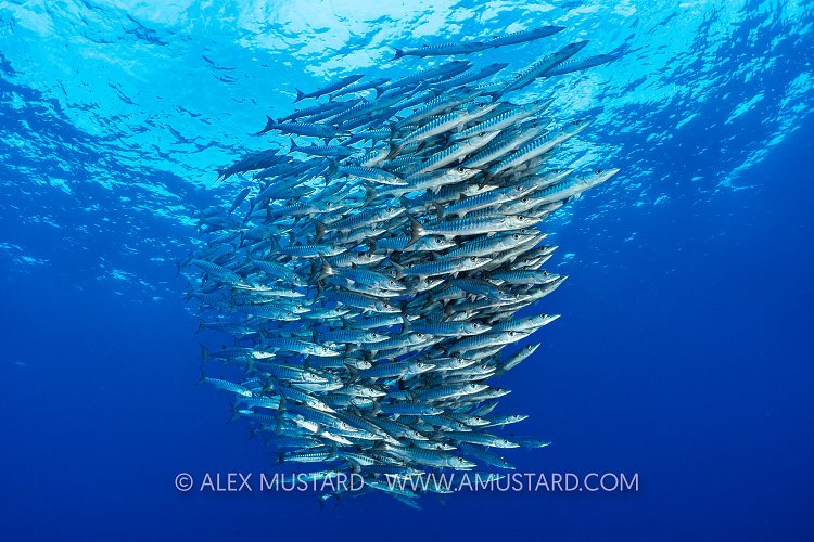 Barracuda School, PNG