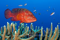 Coral Grouper Over Coral, PNG