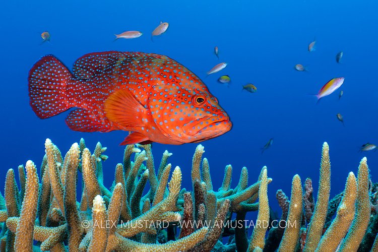 Coral Grouper Over Coral, PNG