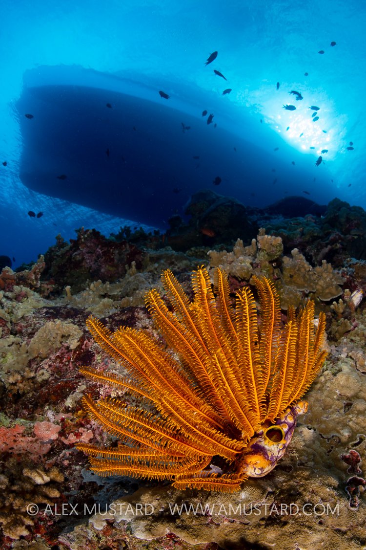 Shrimps In Crinoid, PNG