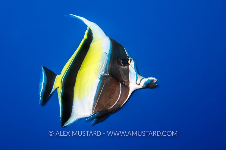 Moorish Idol Portrait, PNG
