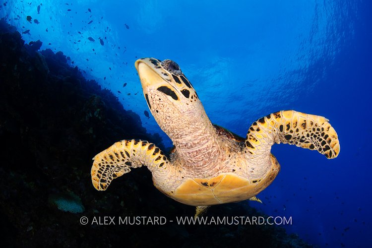 Hawksbill On The Reef, PNG