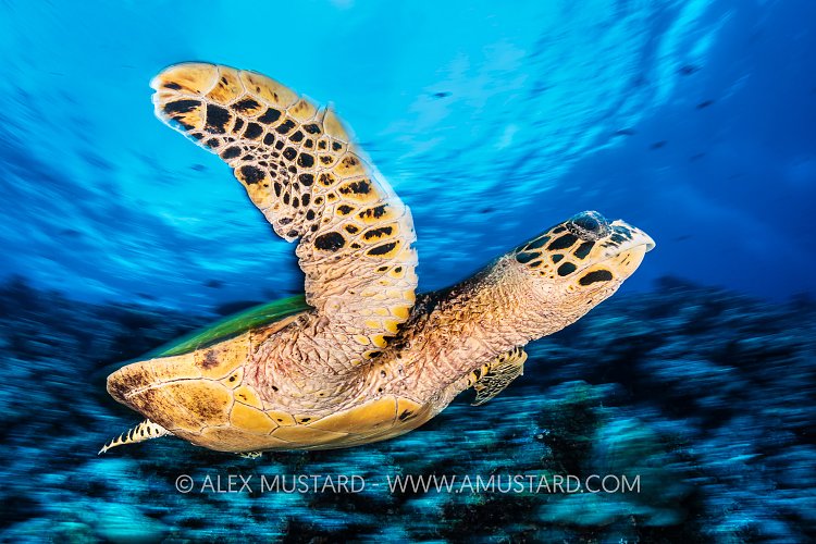 Hawksbill On The Reef, PNG