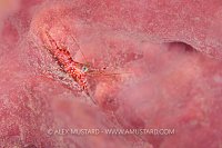 Shrimp In The Pink, PNG