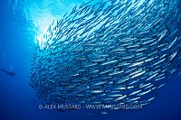 Barracuda School, PNG