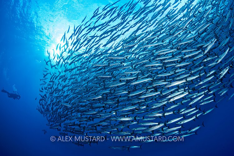 Barracuda School, PNG