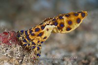 Blue Ring Octopus, Indonesia