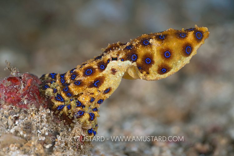 Blue Ring Octopus, Indonesia