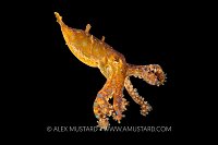 Blue Ring Octopus, Indonesia
