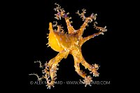 Blue Ring Octopus, Indonesia