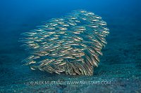 Catfish Feeding, Indonesia