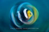 Saddleback Swirl, Indonesia