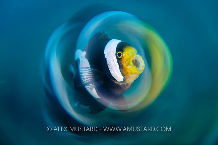 Saddleback Swirl, Indonesia