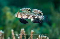 Crab-Eye Goby, Indonesia