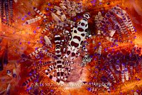 Coleman Shrimps In Fire Urchin, Indonesia