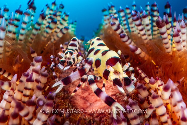 Coleman Shrimps In Fire Urchin, Indonesia