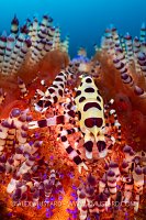 Coleman Shrimps In Fire Urchin, Indonesia