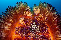 Coleman Shrimps In Fire Urchin, Indonesia