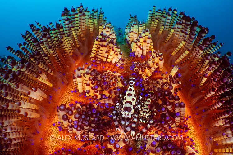 Coleman Shrimps In Fire Urchin, Indonesia