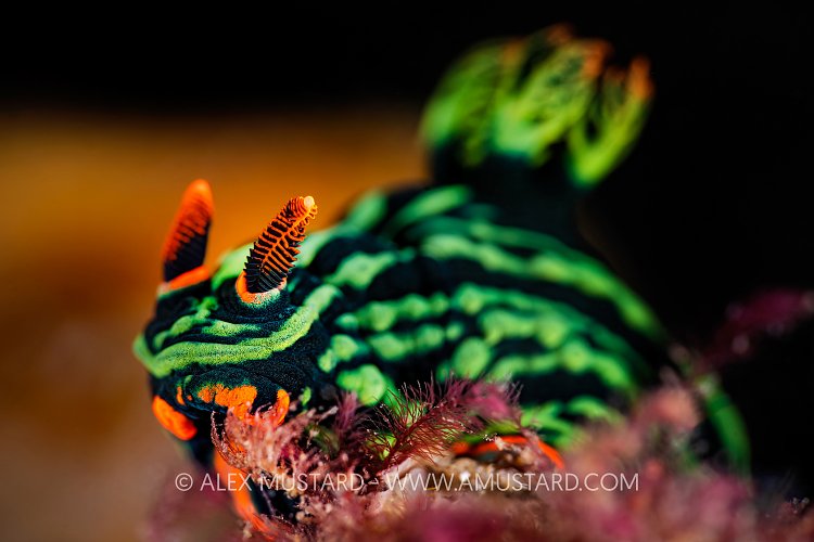 Nudibranch Portrait, Indonesia