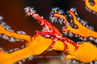 Decorator Crab On Fan, Indonesia