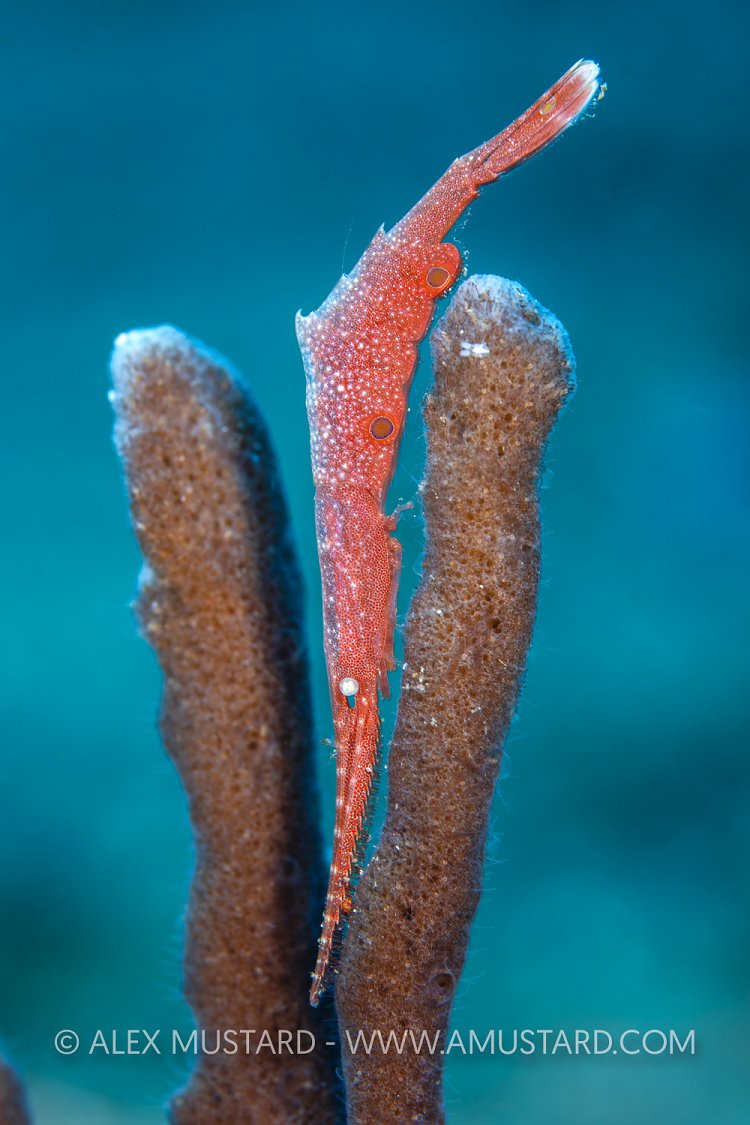 Red Saw Blade Shrimp, Indonesia