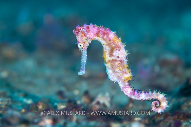 Female Thorny Seahorse, Indonesia