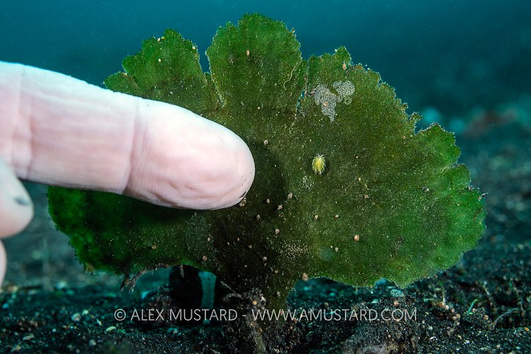 Slug Spotting!Indonesia